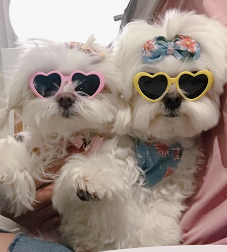 Creative Love Pet Dog Cat Creative Sunglasses Sun Glasses with Accessories Photo