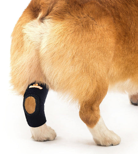 NeoAlly Dog Rear Leg Hock Brace with Safety Reflective Straps for Small Dogs [Short Version]