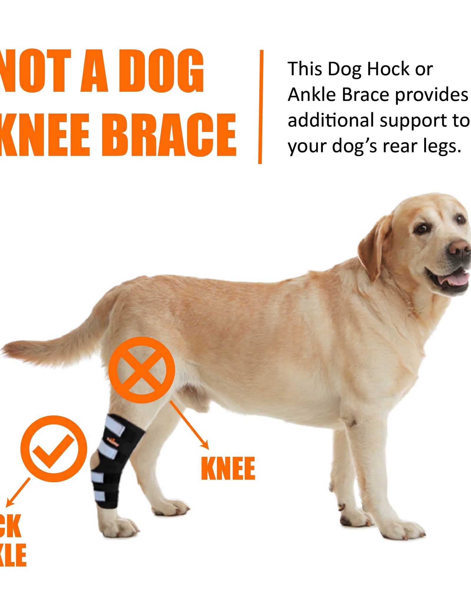 NeoAlly Dog Rear Leg Hock Brace with Safety Reflective Straps for Large Dogs [Long Version]