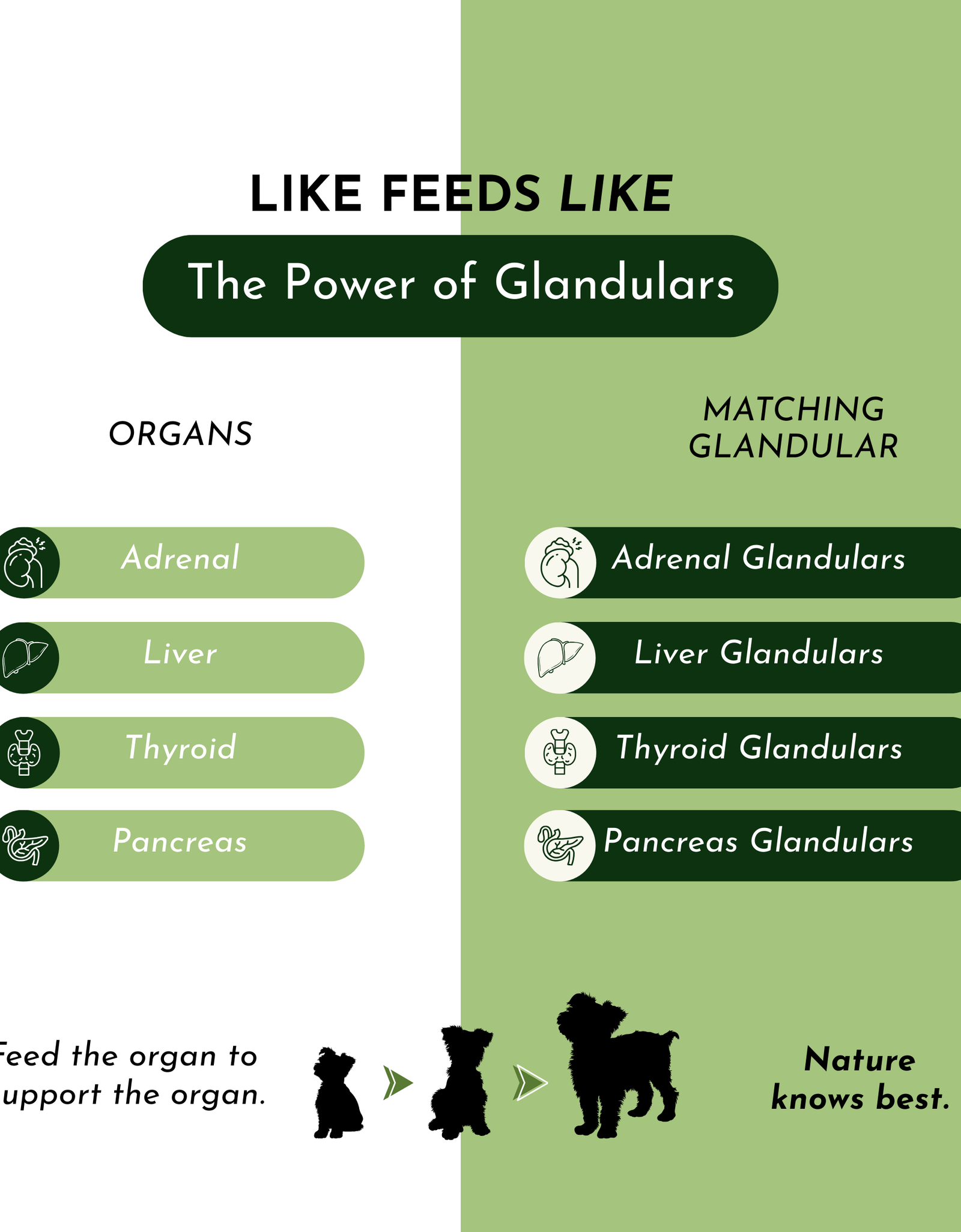 Holistic Total Body Support – Multivitamin & Glandular Support for Dogs and Cats