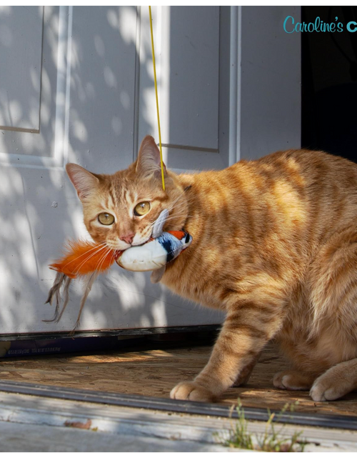 Load image into Gallery viewer, Caroline's Cats Plush Chirping Bird Cat Toy on Elastic String with Doorway Hanger - No Flimsy Suction Cups; Real Electronic Avian Sounds
