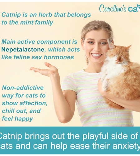 Caroline's Cats Organic Catnip Packets for Cat Toys 2.0 – More Potent Refill Pouches for Flapping Bird, Flopping Fish, and Others, 10 Tea Bags