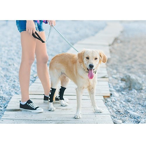 Load image into Gallery viewer, NeoAlly Dog Rear Leg Hock Brace with Safety Reflective Straps for Large Dogs [Long Version]
