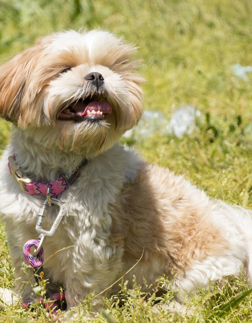 Load image into Gallery viewer, Dog Helios ® 'Dura-Tough' 2-in-1 Reflective Adjustable Fashion Dog Leash and Collar
