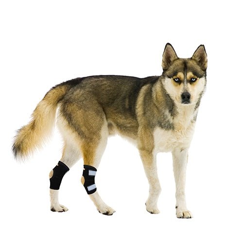 Load image into Gallery viewer, NeoAlly Rear Leg Hock Brace - Metal Spring Strips for Small Dogs [Short Version] (Pair)
