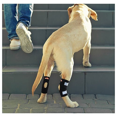 Load image into Gallery viewer, NeoAlly Dog Rear Leg Hock Brace with Safety Reflective Straps for Small Dogs [Short Version]
