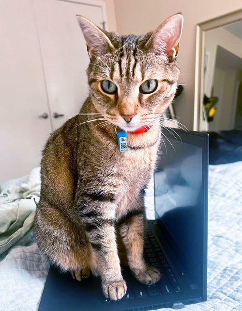 Load image into Gallery viewer, NaviTagi Cat Breakaway Reflective Soft Collar XS Red Adjustable Bell New
