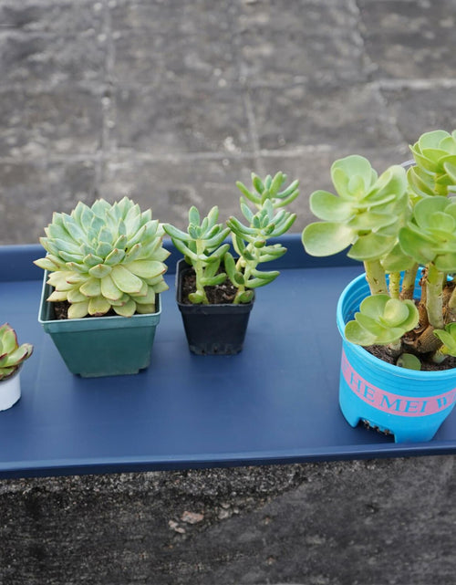 Load image into Gallery viewer, VUWEZ Plant Saucer Tray 11x9in, Heavy Sturdy Plastic Drainage Tray, 1 Pack
