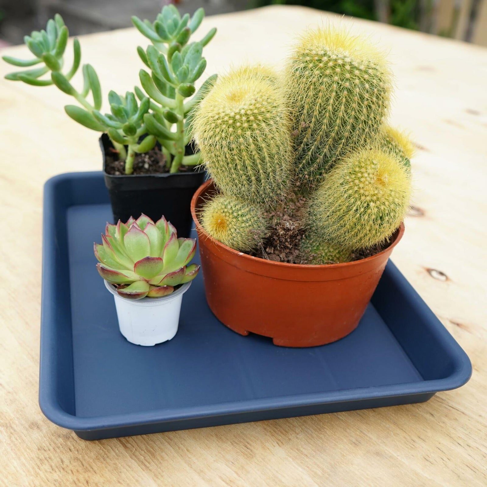 VUWEZ Plant Saucer Tray 11x9in, Heavy Sturdy Plastic Drainage Tray, 1 Pack