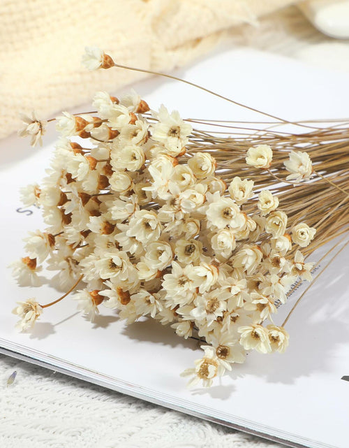 Load image into Gallery viewer, Dried Daisy Flowers Brazilian Small Star Mini Chamomile White Wedding Decor

