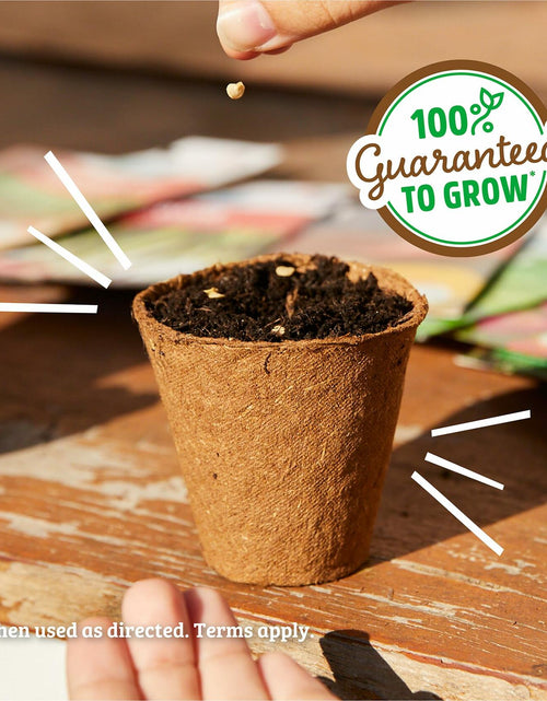Load image into Gallery viewer, Winter Waltham Butternut Squash Seed Packet 2.8g Heirloom Planting
