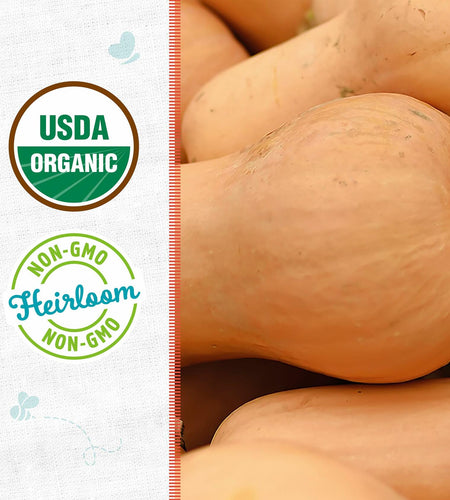 Winter Waltham Butternut Squash Seed Packet 2.8g Heirloom Planting