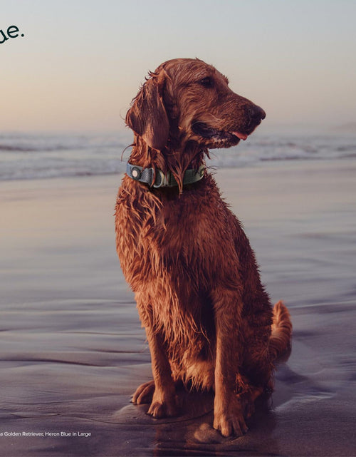 Load image into Gallery viewer, Premium Dog Collar by Blue Small Feathered Rose
