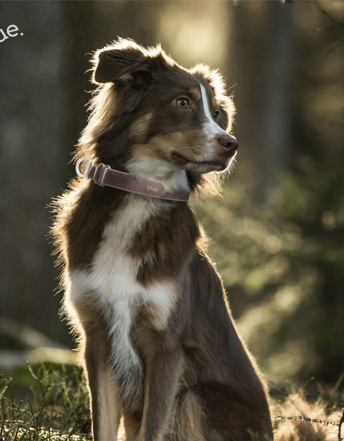 Load image into Gallery viewer, Premium Dog Collar by Blue Small Feathered Rose
