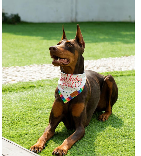 Big Brother Bandana Dog Birthday Double Layer Fabric Blue X-Large Size XL