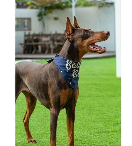 Dog Birthday Party Hats Bandana Double Layer Fabric Large Blue Size L