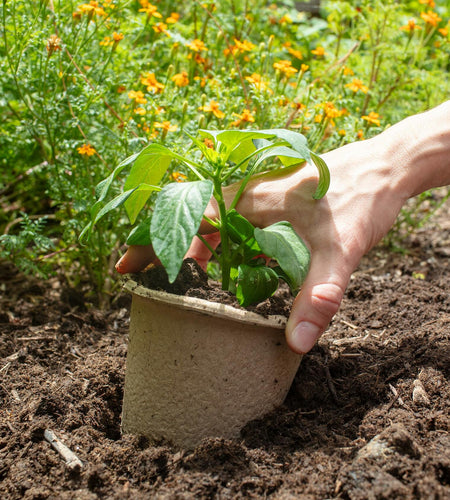 [Like New] Back to the Roots Organic Plantable Seed Starting Pots 4.25" Wide Brown 8 Ct