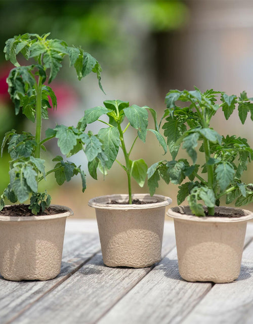 Load image into Gallery viewer, Back to the Roots Organic Plantable Seed Starting Pots 4.25" Wide Brown 8 Ct
