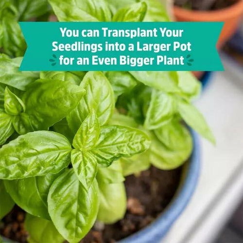 Load image into Gallery viewer, Wellness Grow Kit Basil Indoor Herb Garden Hydroponic System 0.76lb
