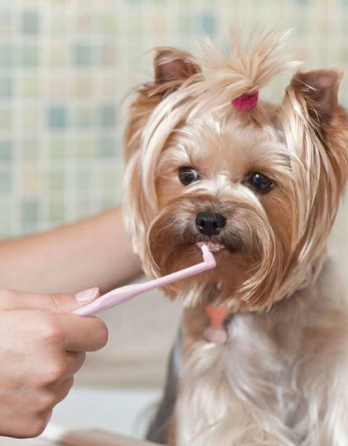 Load image into Gallery viewer, CHICHI PAWS Pet Toothbrush Set 5pcs Soft Bristles with Holder for Dogs Cats
