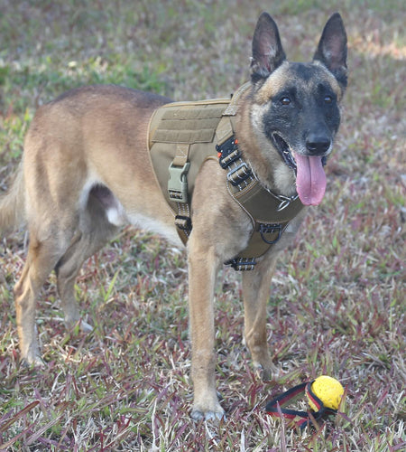 ICEFANG GN1 Reflective Tactical Dog Harness MOLLE Brown Pack of 1 Size XL