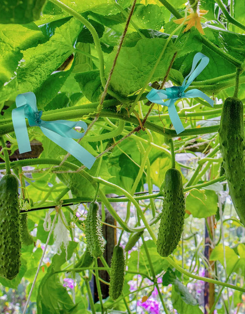 Load image into Gallery viewer, IKAYAS 300Ft Garden Plant Tape Rolls 2-Pack Reusable Tomato Plant Support
