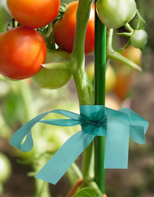 Load image into Gallery viewer, IKAYAS 300Ft Garden Plant Tape Rolls 2-Pack Reusable Tomato Plant Support
