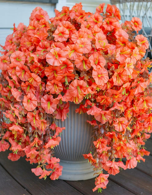 Load image into Gallery viewer, HyeFlora Fake Mums Artificial Fall Hanging Flowers 2 PCS Orange Brown Leaves

