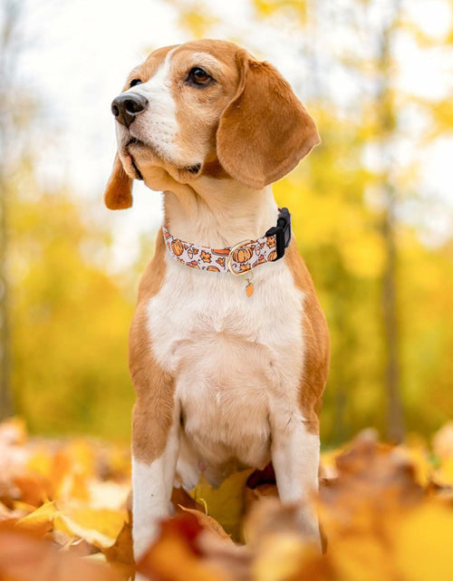 Load image into Gallery viewer, Faygarsle Orange Dog Collar Pumpkin Leaf Pattern Fall Autumn Small Size S
