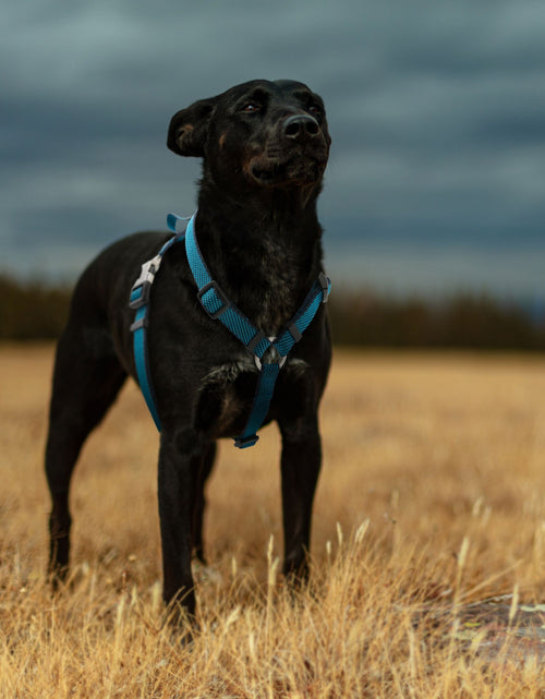 Load image into Gallery viewer, Pet Life ® 'Escapade' Outdoor Series 2-in-1 Convertible Dog Leash and Harness
