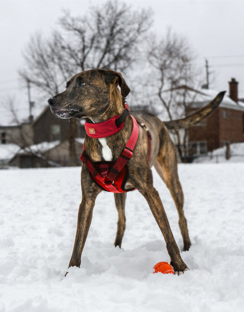 Load image into Gallery viewer, Pet Life ® 'Geo-prene' 2-in-1 Shock Absorbing Neoprene Padded Reflective Dog Leash and Harness
