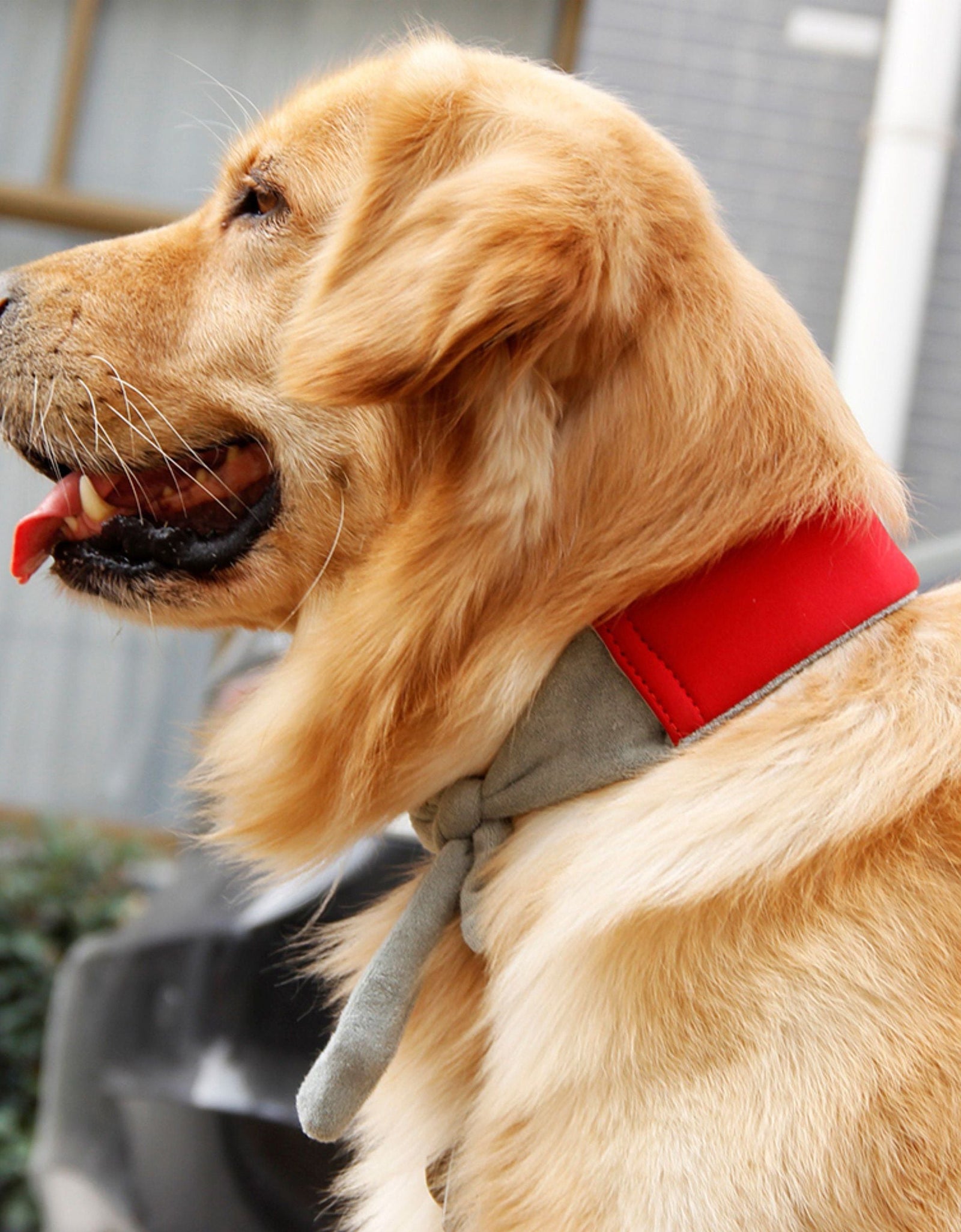 Pet Life ® 'Neo-Breeze' Insertable and Adjustable Cooling Dog Neck Wrap