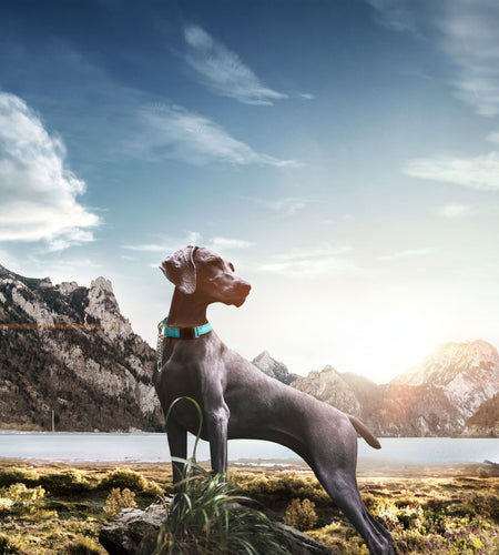 Pet Life ® 'Tutor-Sheild' Martingale Safety and Training Chain Dog Collar