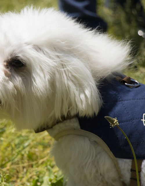 Load image into Gallery viewer, Touchdog ® 'Tough-Boutique' 2-in-1 Adjustable Fashion Dog Harness and Leash
