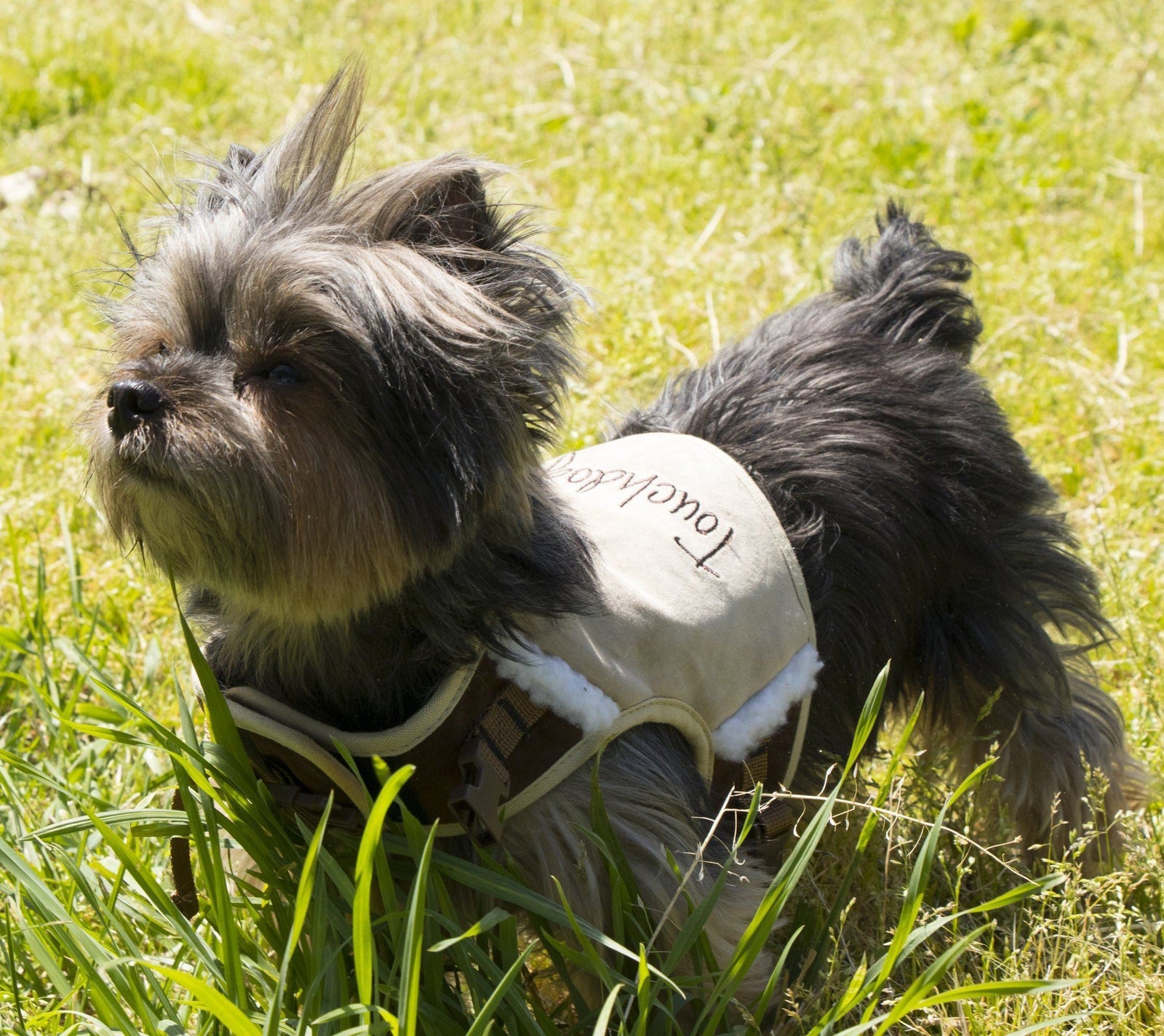 Touchdog ® 'Tough-Boutique' 2-in-1 Adjustable Fashion Dog Harness and Leash
