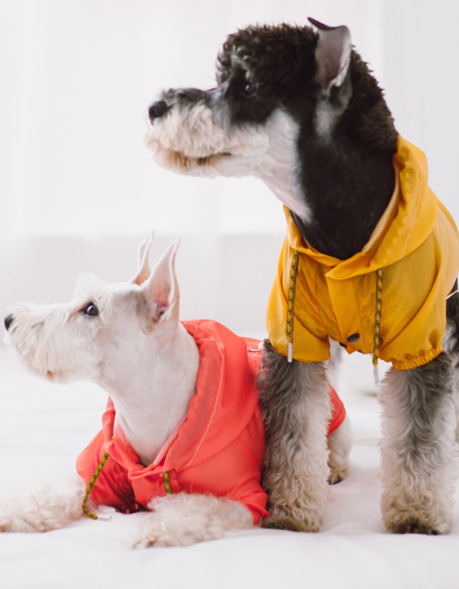 Touchdog Split-Vent Designer Waterproof Dog Raincoat